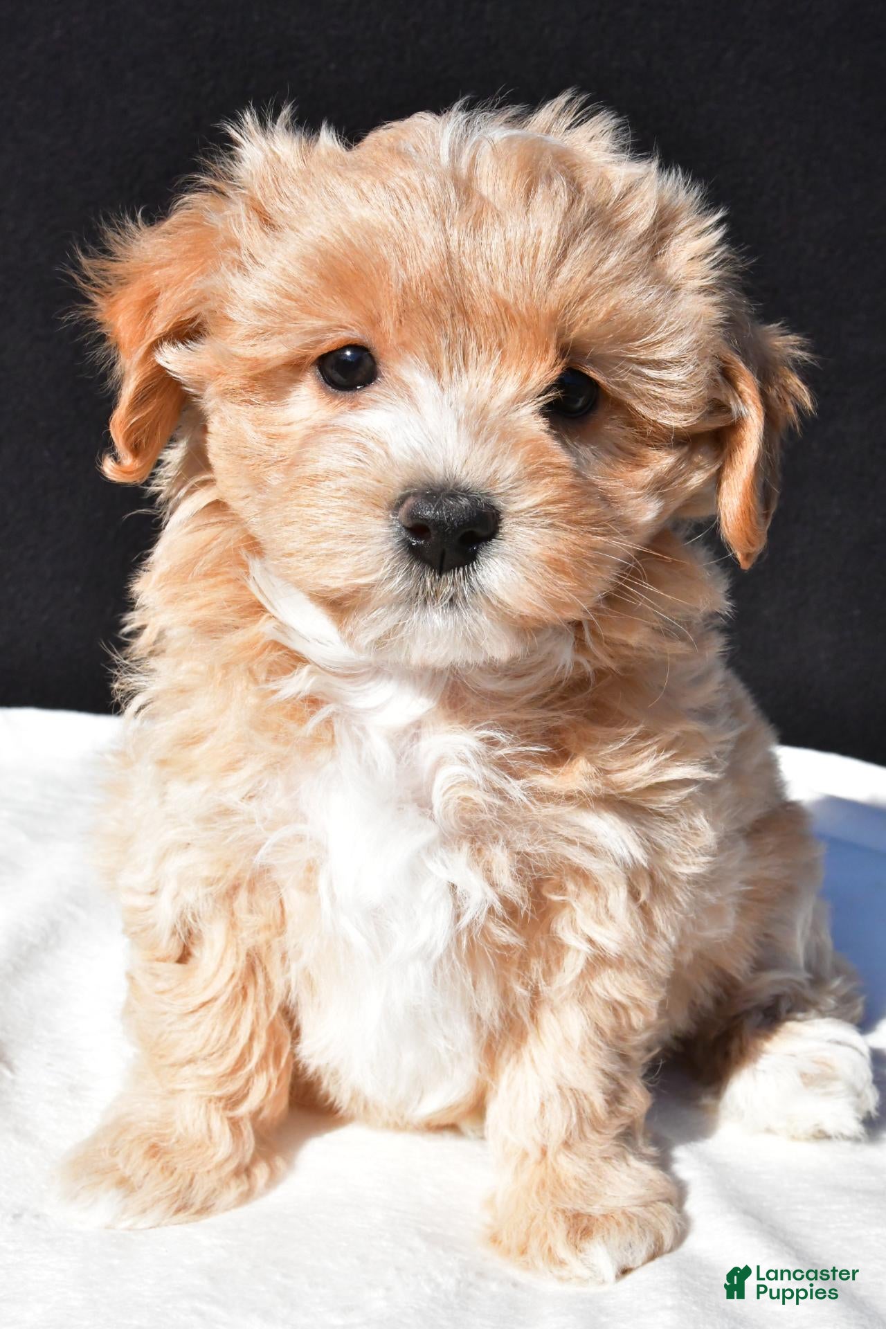 Maltipoo dogs for sale: Mia - Ad 1