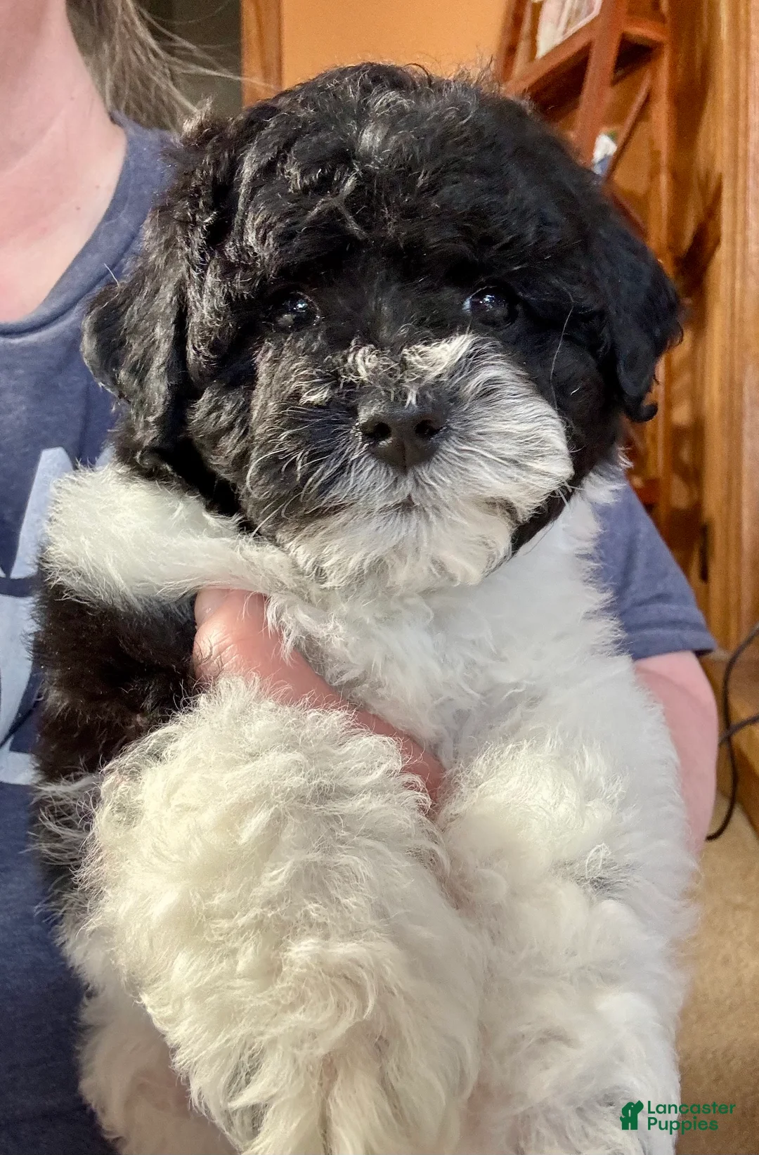 Miniature Poodle dogs for sale: Paislee - Ad 21