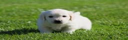 Golden Retriever dogs for sale: Lawrence  - Ad 6