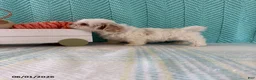 Mixed Breed dogs for sale: Marshmallow - Ad 3
