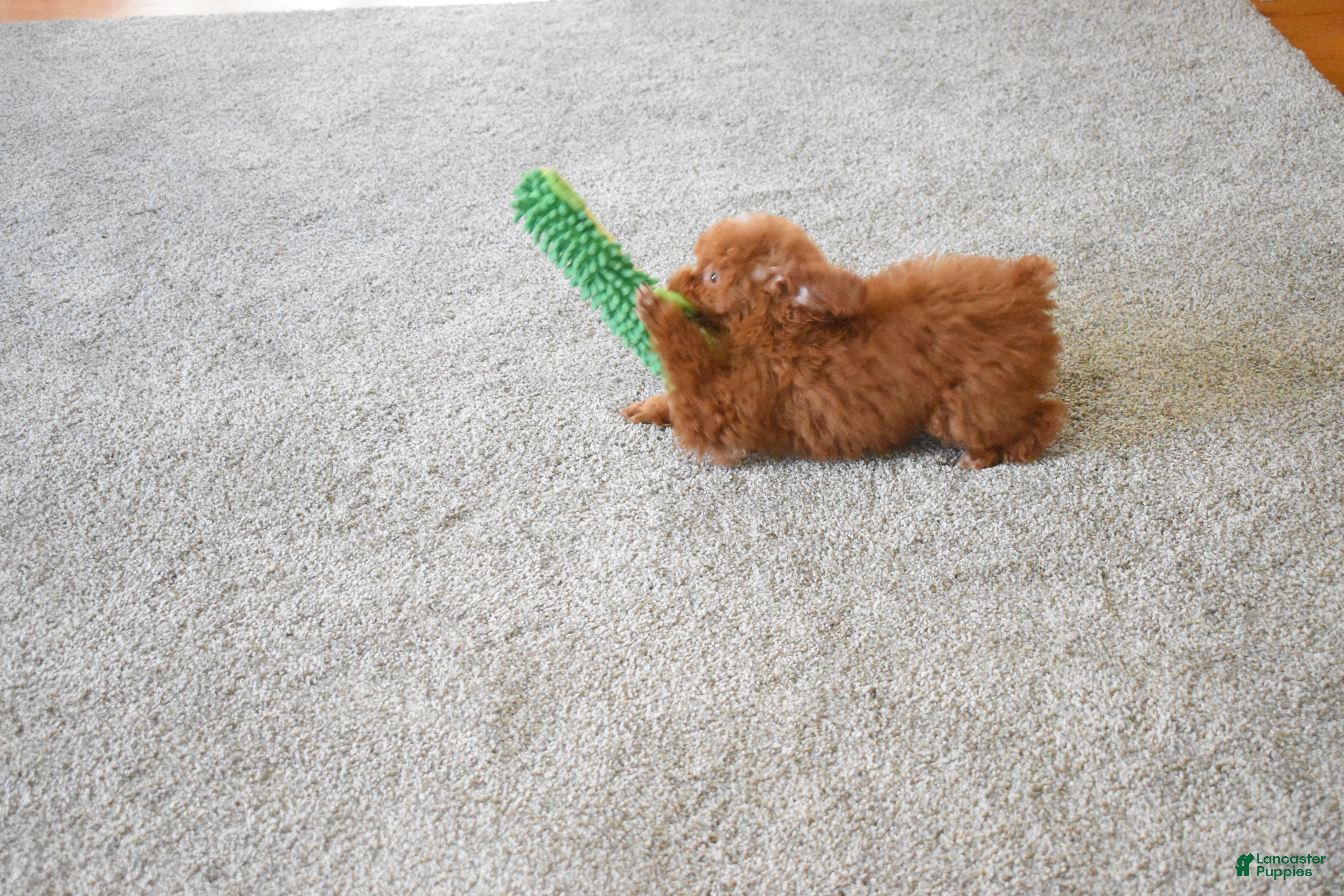 Miniature Poodle dogs Dahlia 🐶 - Ad 2