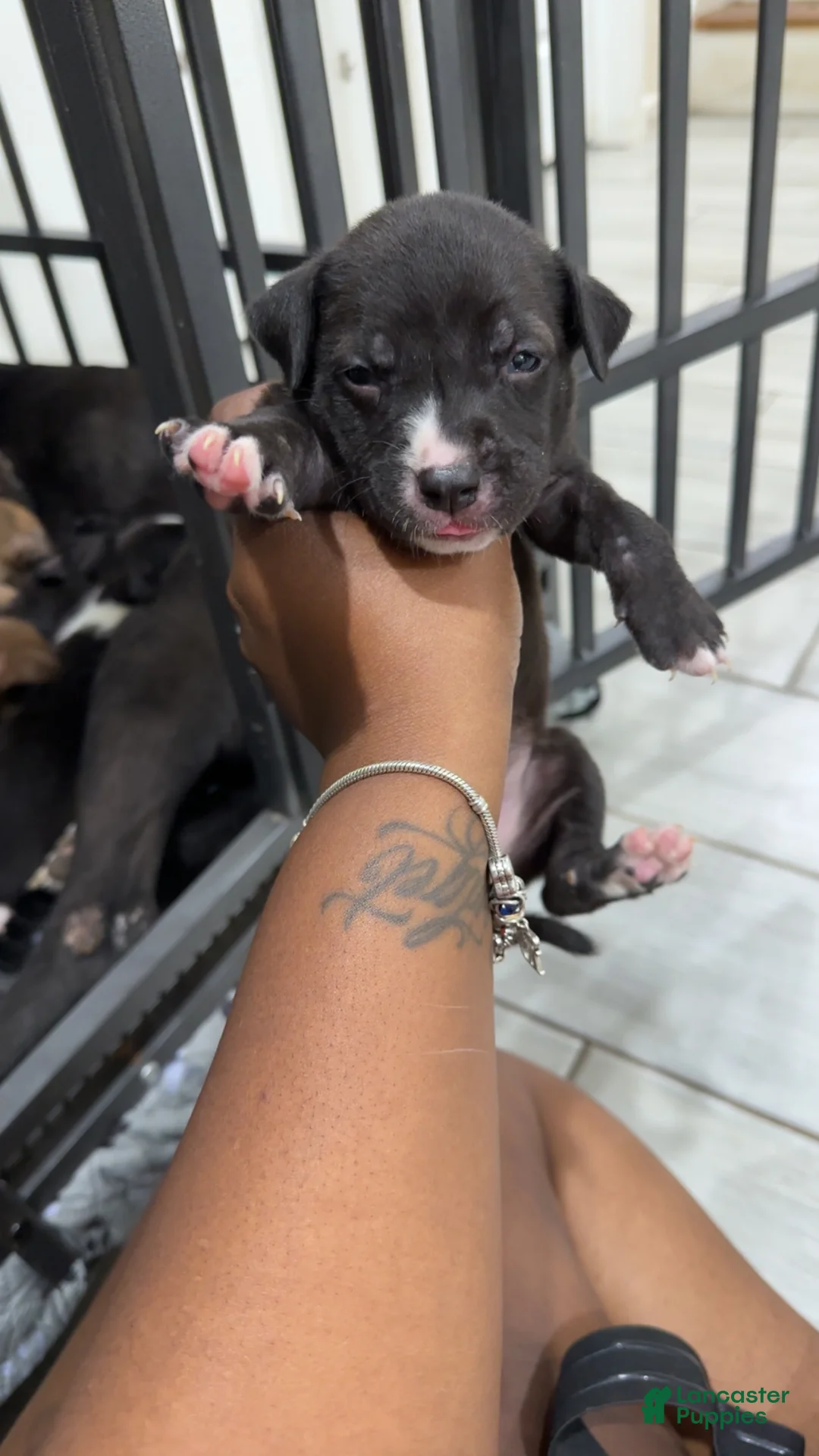 American Pit Bull Terrier dogs for sale: American Pit Bull Terrier 5 - Ad 4
