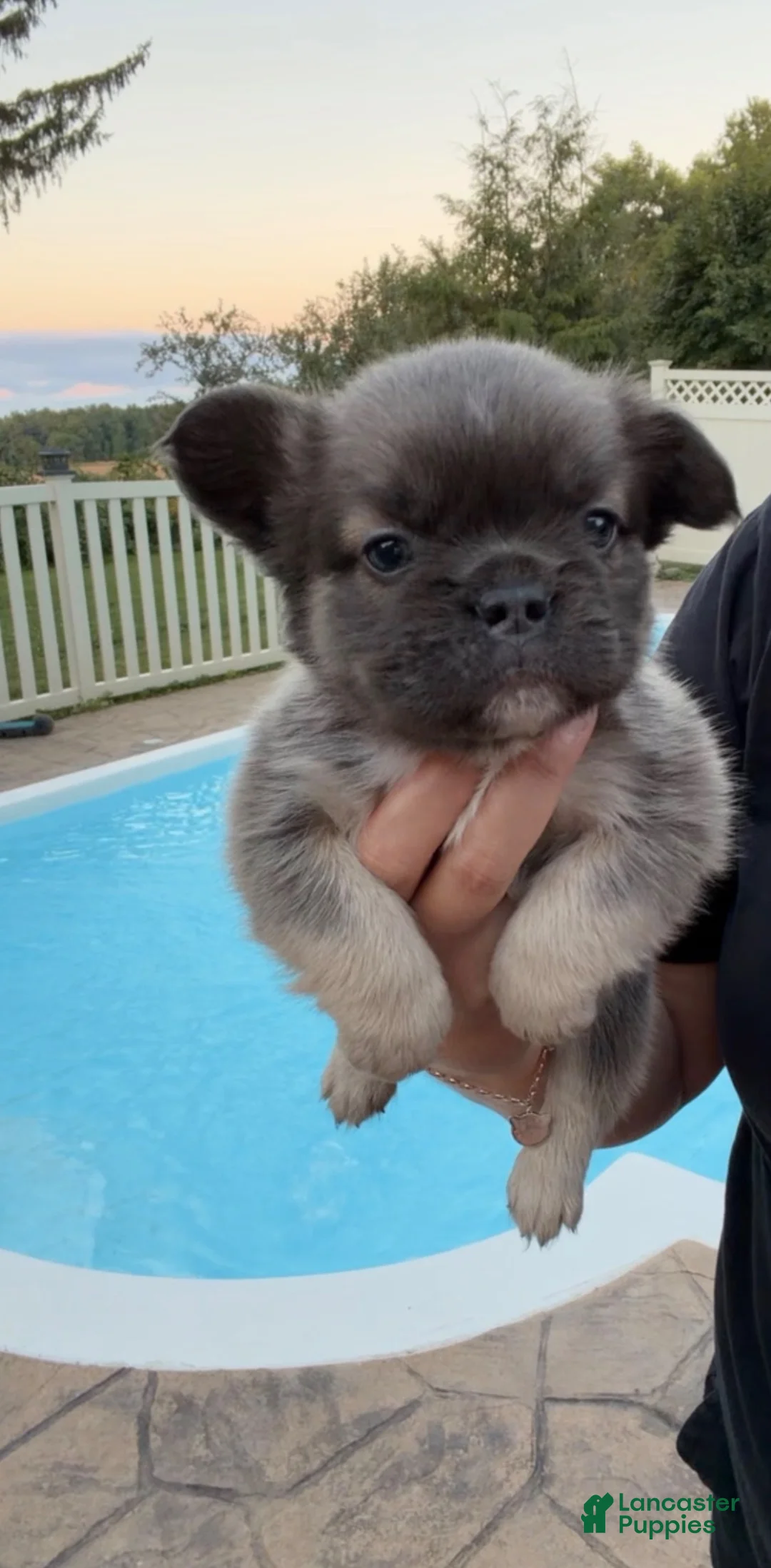 French Bulldog dogs for sale: Zane - Ad 2