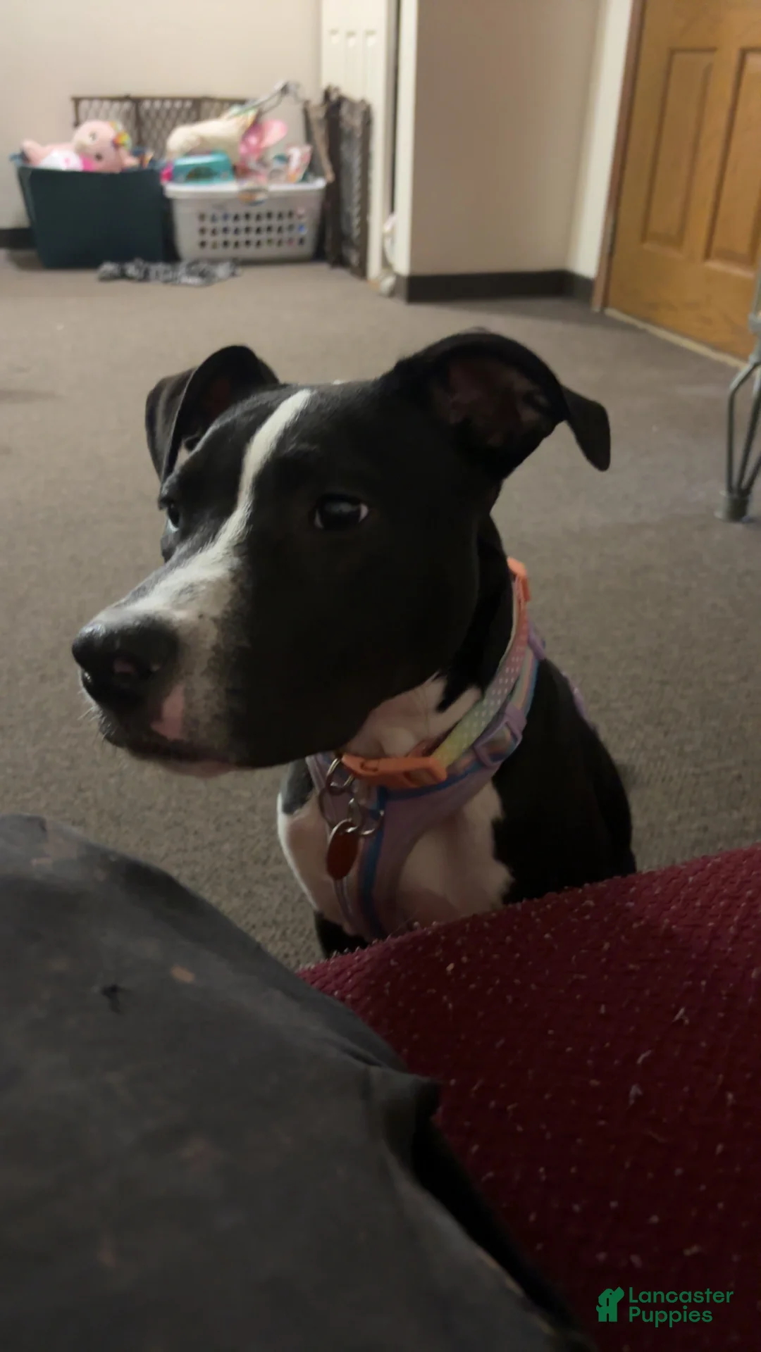 Mixed Breed dogs for sale: Stitch - Ad 2