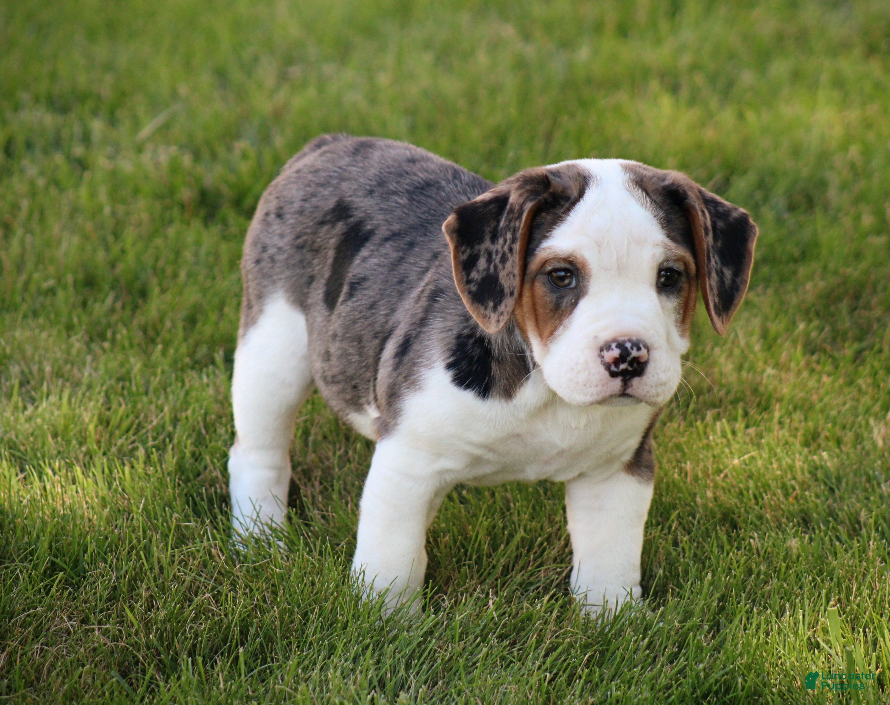 Beabull dogs Zoey - Ad 2