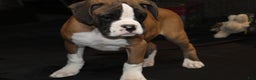 Boxer dogs for sale: Dash - Ad 8