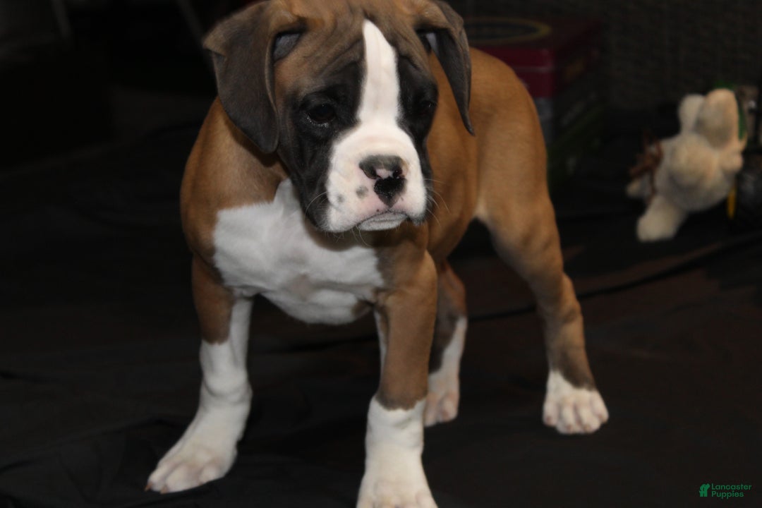 Boxer dogs for sale: Dash - Ad 8