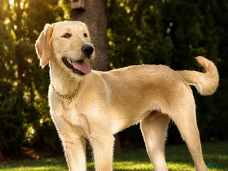 Labradoodle dogs Otis - Ad 36