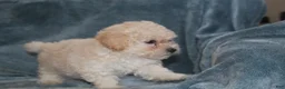 Miniature Poodle dogs for sale: Sara - Ad 7