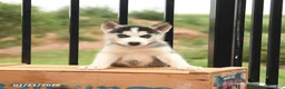 Siberian Husky dogs for sale: Bubbles - Ad 4