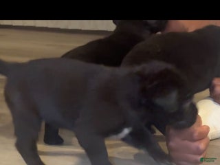 Cane Corso dogs - Ad 16