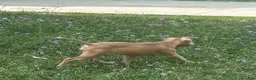 Mixed Breed dogs for sale: Mixed Breed 1 - Ad 5