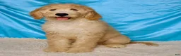 Goldendoodle dogs for sale: Poppi - Ad 1