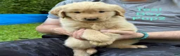 Golden Retriever dogs for sale: Teal Boy - Ad 2