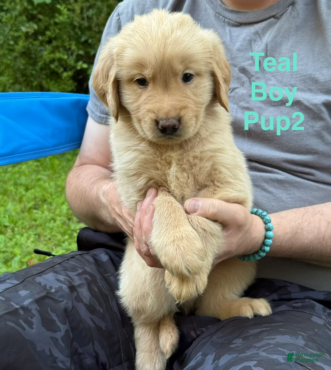 Golden Retriever dogs for sale: Teal Boy - Ad 2