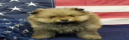 Pomeranian dogs for sale: Jax - Ad 6