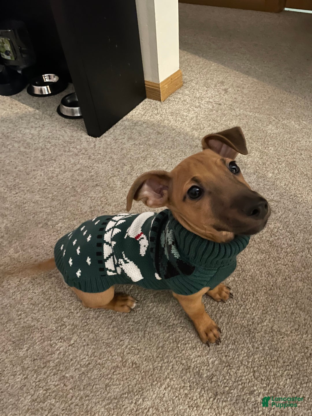 Chiweenie dogs for sale: Chiweenie Puppy 1 - Ad 2