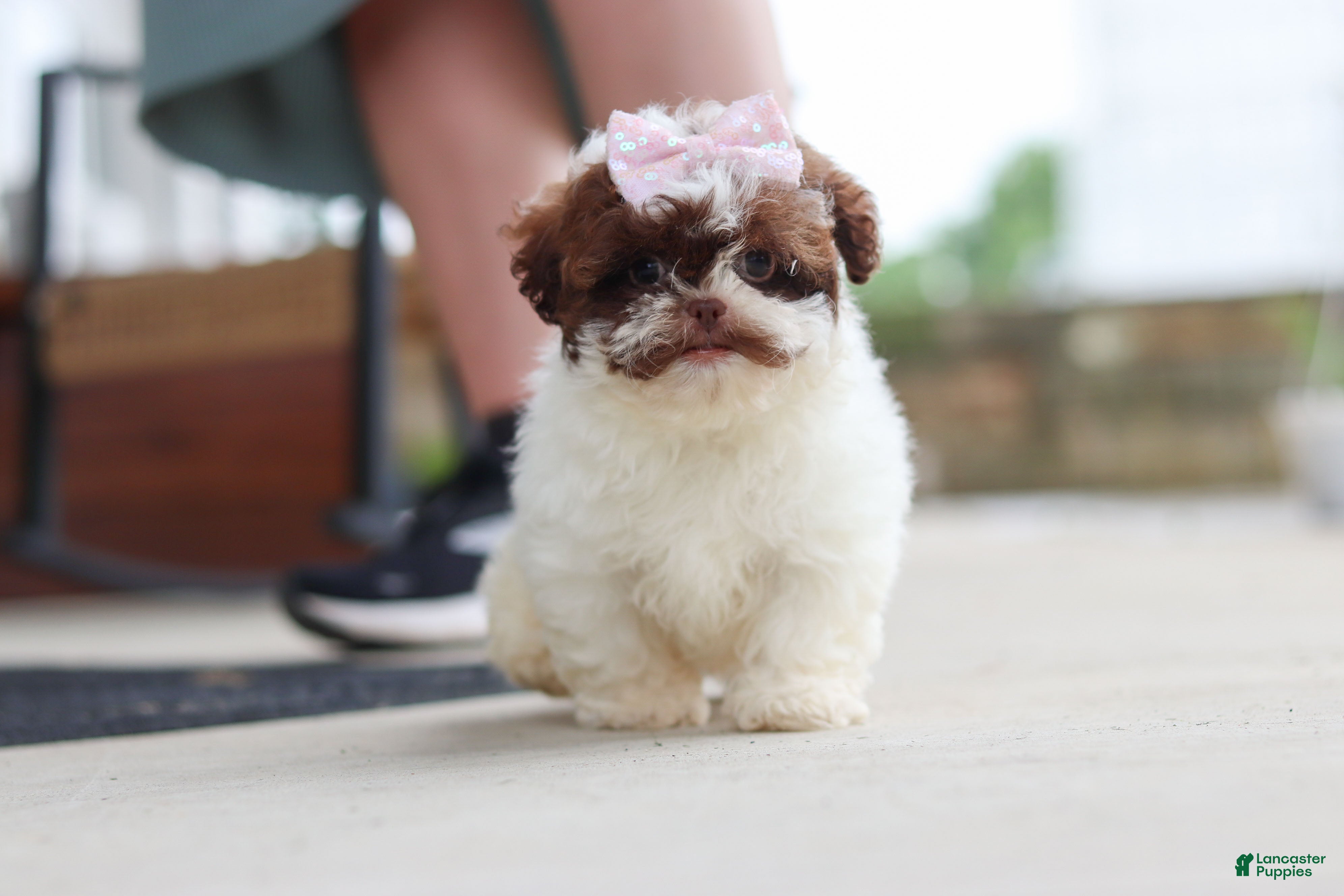 Shihpoo dogs Tabby - Ad 1