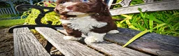 Havapoo dogs for sale: Baxter - Ad 5