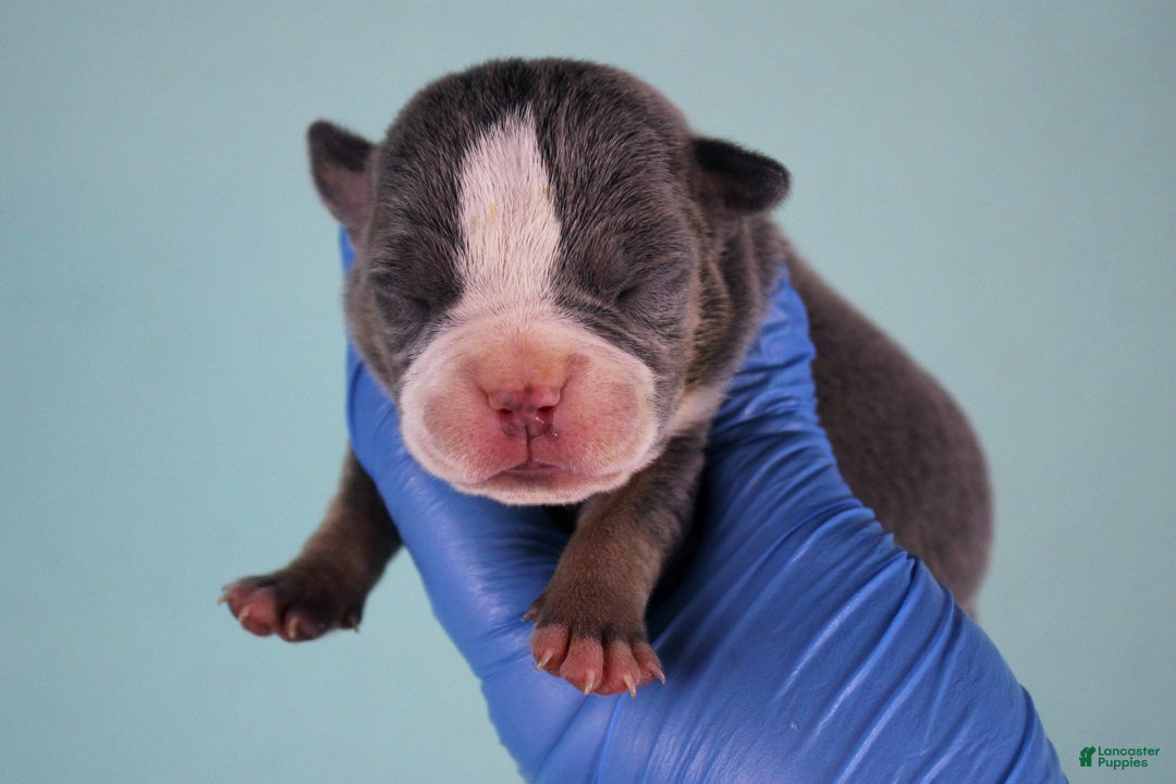 American Bully dogs for sale: Blue Tri Female - Ad 1