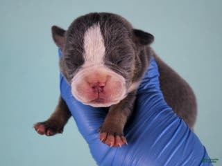 American Bully dogs Blue Tri Female - Ad 25