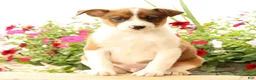 Miniature Australian Shepherd dogs for sale: Boss - Ad 1