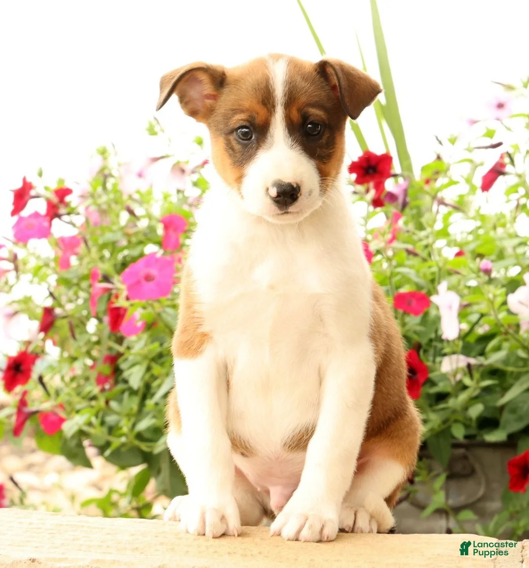 Miniature Australian Shepherd dogs for sale: Boss - Ad 1