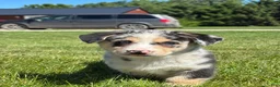 Mixed Breed dogs for sale: Ruby - Ad 3