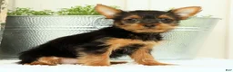 Yorkshire Terrier dogs for sale: Zuma - Ad 2