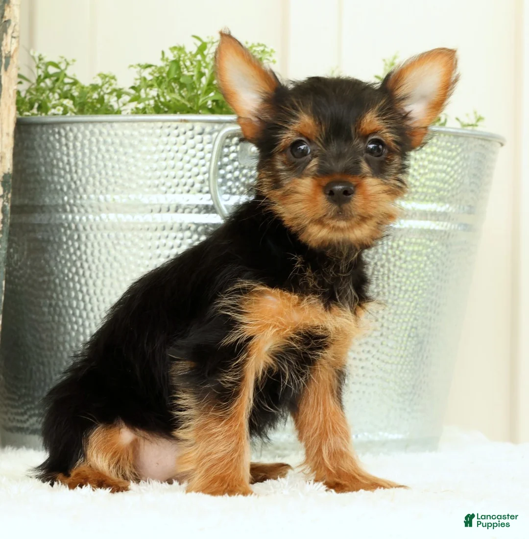 Yorkshire Terrier dogs for sale: Zuma - Ad 2