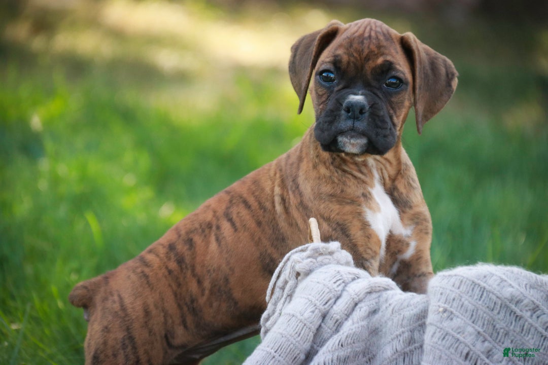 Boxer dogs for sale: Gemma - Ad 11