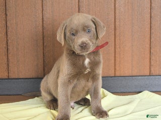 Labrador Retriever dogs - Ad 33