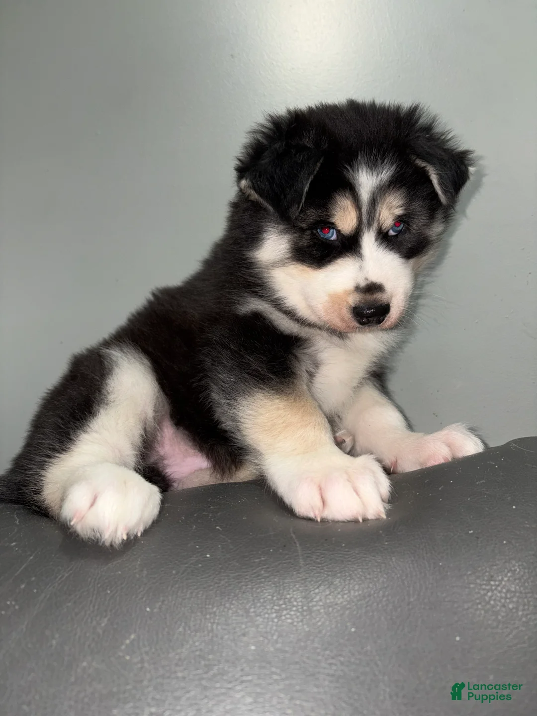 Siberian Husky dogs for sale: Siberian Husky Puppy 1 - Ad 2