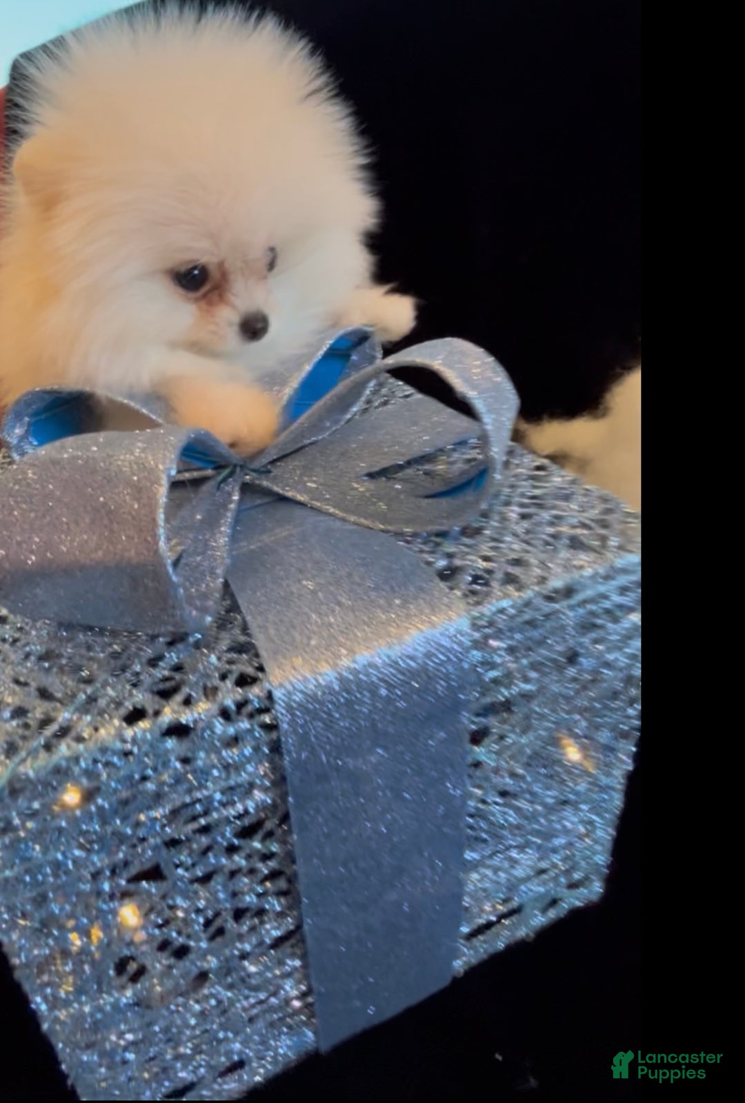 Pomeranian dogs for sale: Tom AKC Registered full rights  - Ad 23