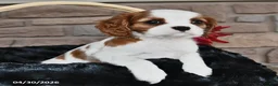 Cavalier King Charles Spaniel dogs for sale: Janna Belle - Ad 2