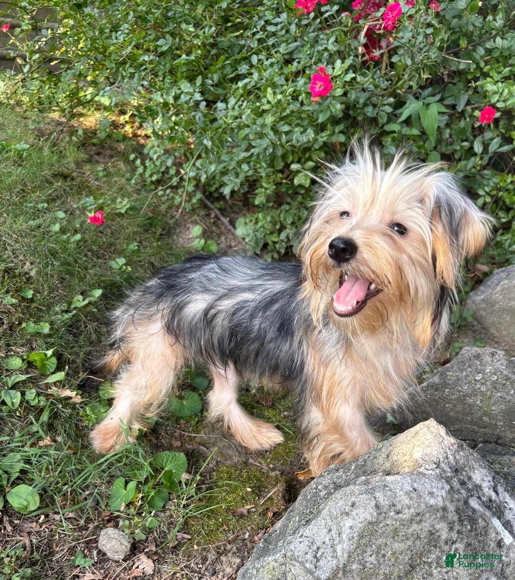 Morkie dogs Luna - Ad 23