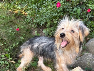 Morkie dogs Luna - Ad 23