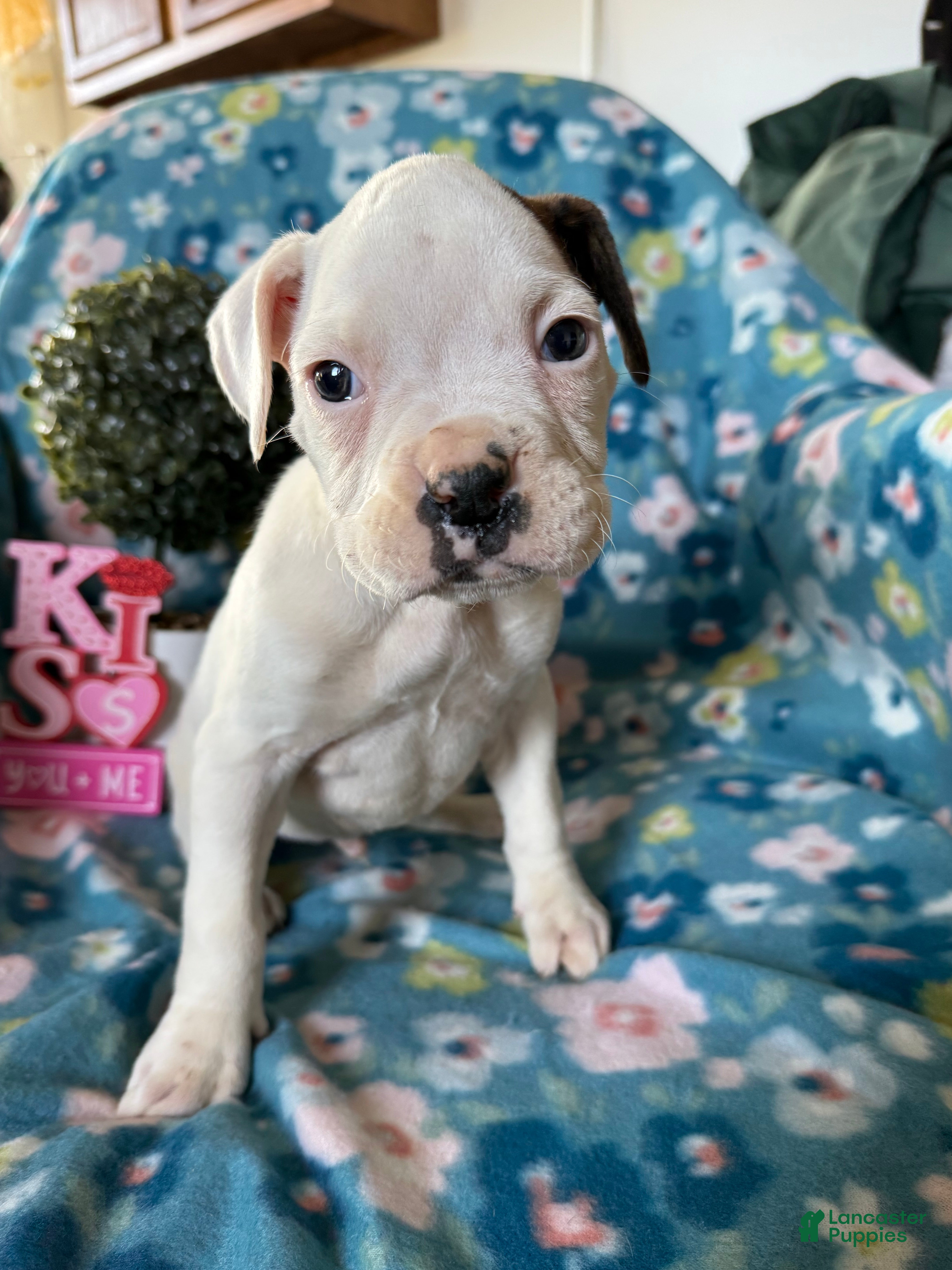 Boxer dogs Puddles - Ad 23