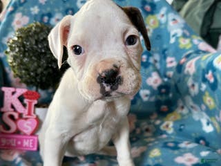 Boxer dogs Puddles - Ad 23