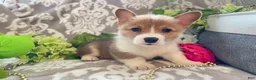 Welsh Corgi Pembroke dogs for sale: Mason - Ad 5
