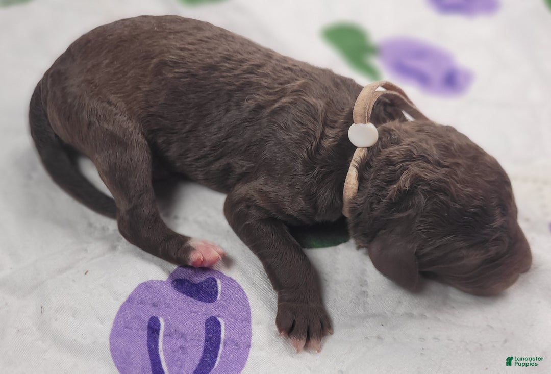 Labradoodle dogs for sale: Gardenia - Ad 2