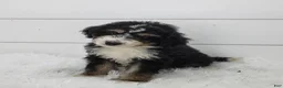 Bernedoodle dogs for sale: Bentley - Ad 5