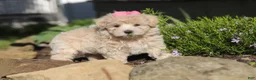 Maltipoo dogs for sale: Cinnamon - Ad 3