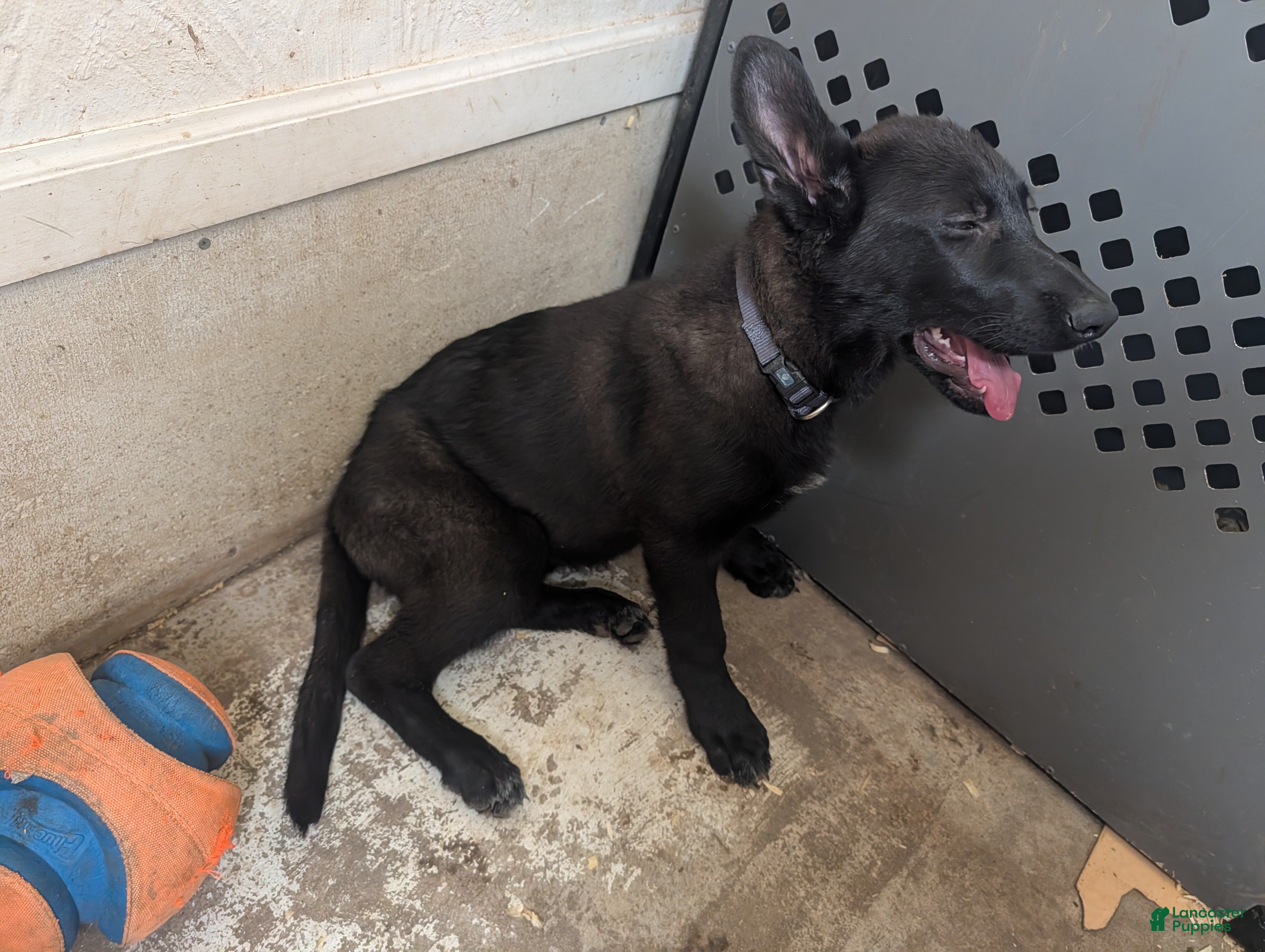 German Shepherd dogs Evanna - Ad 1