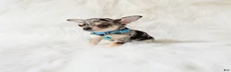Chihuahua dogs for sale: Tommy - Ad 10