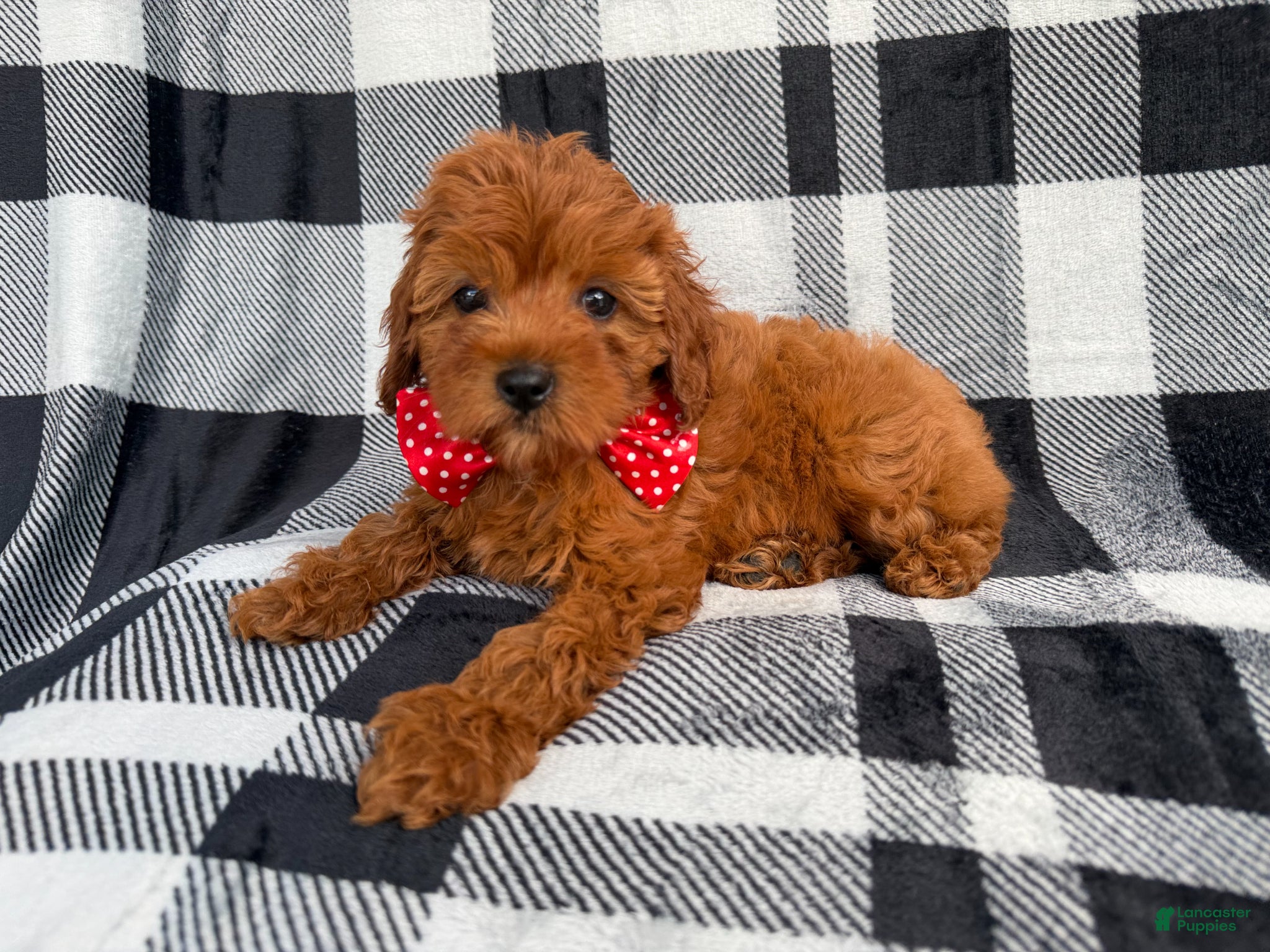 Cavapoo dogs Bruno - Ad 7