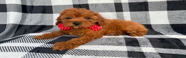 Bruno
