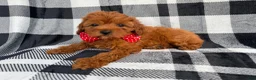 Cavapoo dogs for sale: Bruno - Ad 1