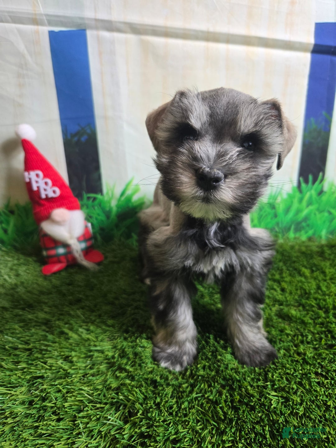 Miniature Schnauzer dogs for sale: Miniature Schnauzer Puppy 1 - Ad 5