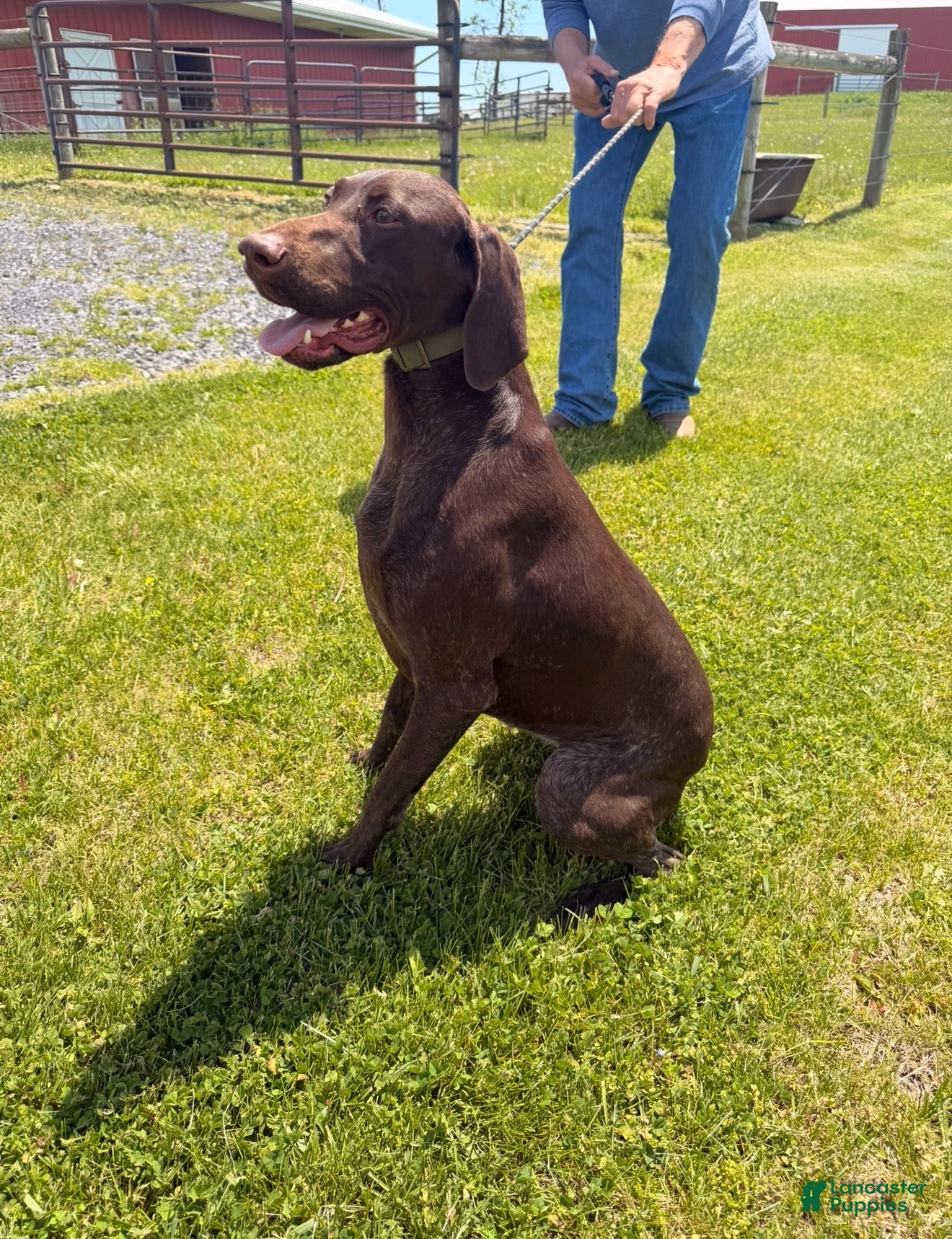 German Shorthaired Pointer dogs German Shorthaired Pointer Puppy 1 - Ad 1